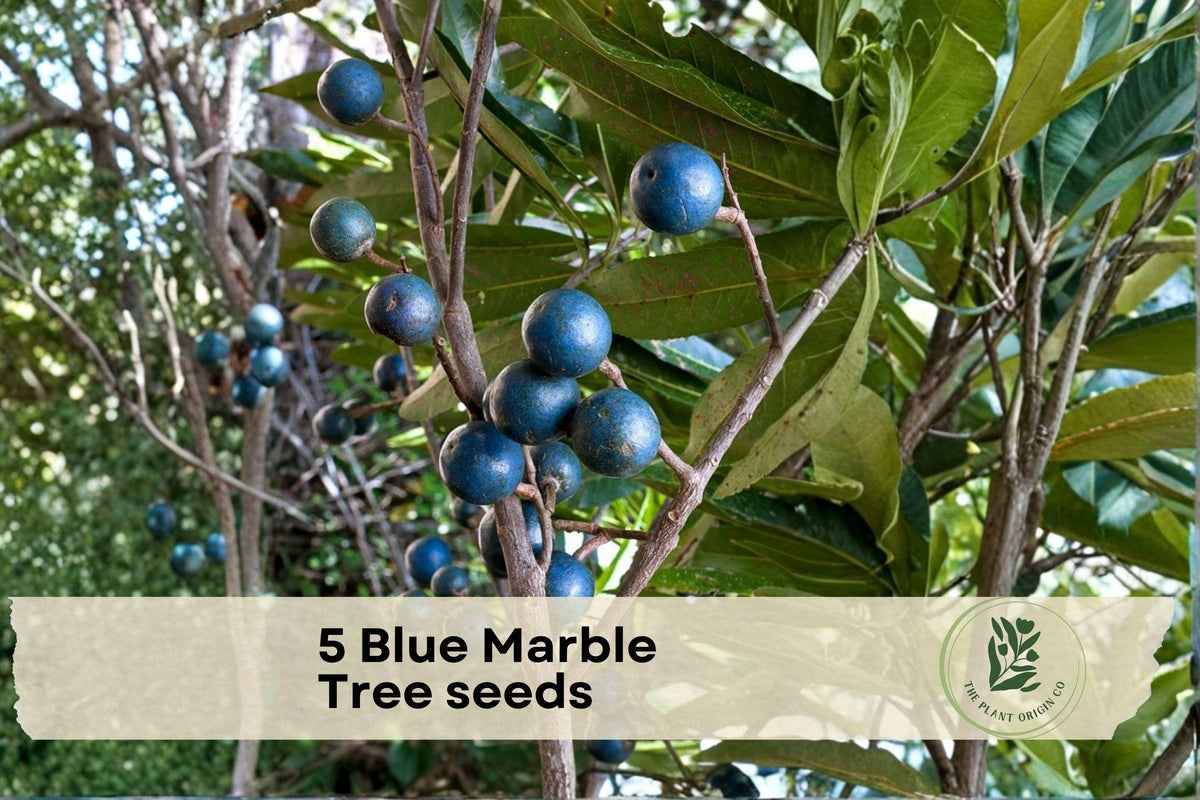 Blue Marble Tree Seeds - Elaeocarpus angustifolius Tropical Ornamental Tree for Gardens & Landscapes