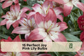 Pink Lily Bulbs, Asiatic Lily, Perfect Joy Pink, Flowering Bulb for Garden Beds & Containers
