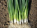 Evergreen Bunching Onion Seeds – Heirloom Non-GMO Green Vegetable Seeds for Home Garden, Scallions, Cool-Season, Open-Pollinated