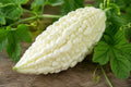 White Bitter Gourd Hybrid Seeds | Asian Cuisine Vegetable | Momordica charantia | Milder Flavor, 5 Seeds