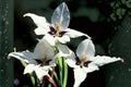 Bare-root Windflower Rue Anemone Mix - Anemonella thalictroides Perennial Wildflower for Shade Gardens
