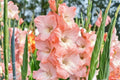 Karma Gladiolus Flower Bulbs 10 Pack – Colorful Blooming Gladiolus spp. for Garden, Cut Flowers, Pollinator Attractant