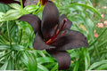 Nightrider Asiatic Lily Bulb - Perennial Flower Bulb - Dark Purple Blooms - Lilium asiaticum