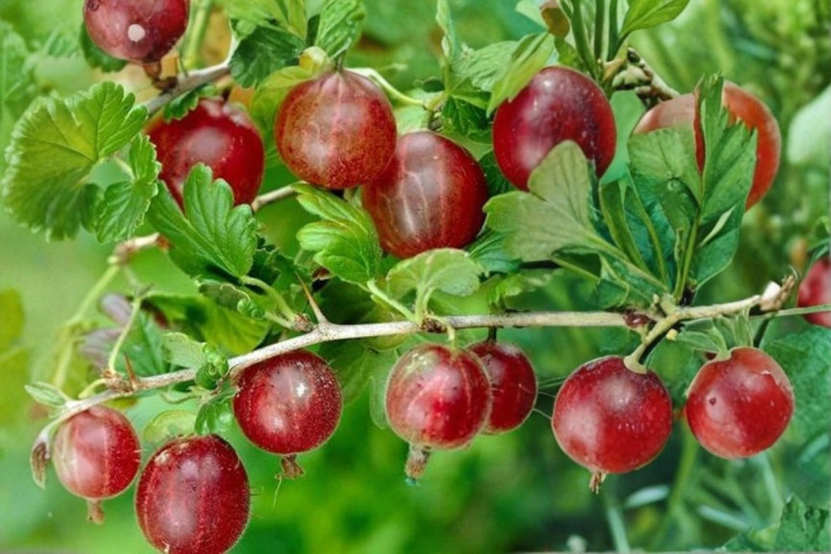 Honeysuckle Vine Starter Plant Peaches & Cream Lonicera periclymenum Rooted for Garden Trellises Fences