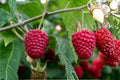 Polka Everbearing Red Raspberry Plants – 1-2 Year Old Live Bushes, Rubus idaeus 'Polka' for Continuous Harvests
