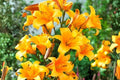 Golden Trumpet Tree Plant - Tabebuia chrysotricha - Yellow Flowers - Tropical Landscape Tree