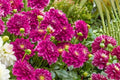 Heirloom Red Onion Seeds 500 Allium cepa for Home Garden Planting, Bulb-Forming, Non-GMO, Easy to Grow