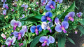 5 Seeds Blue Sweet Pea Lathyrus sativus Flower Seeds