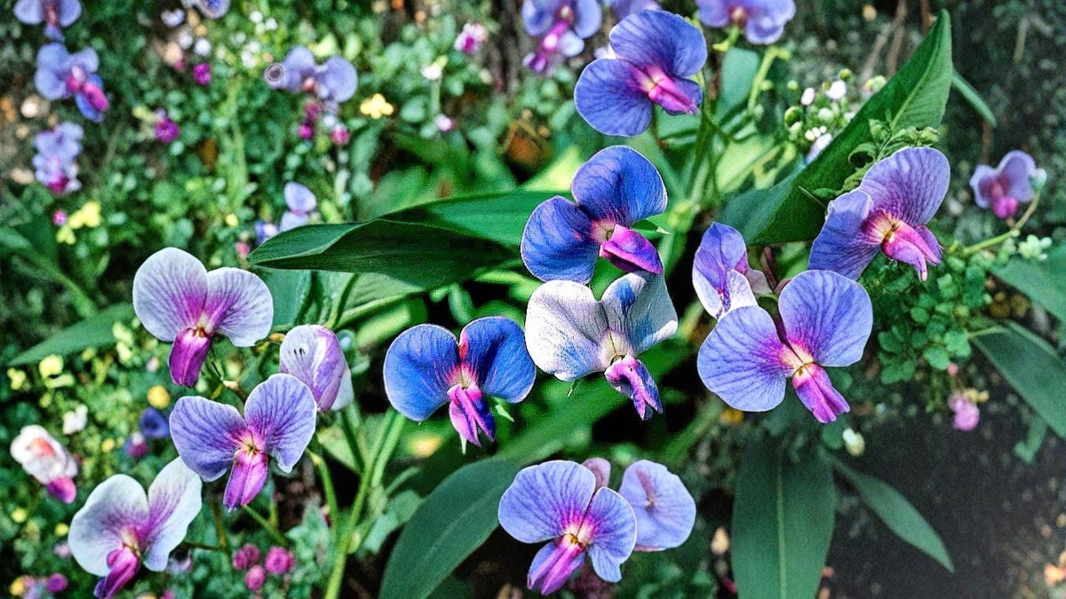 5 Seeds Blue Sweet Pea Lathyrus sativus Flower Seeds