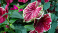 Scarlet O’Hara Caladium Bulbs - 6 Pack - Ornamental Red Foliage - Caladium bicolor - Tropical Container Plant