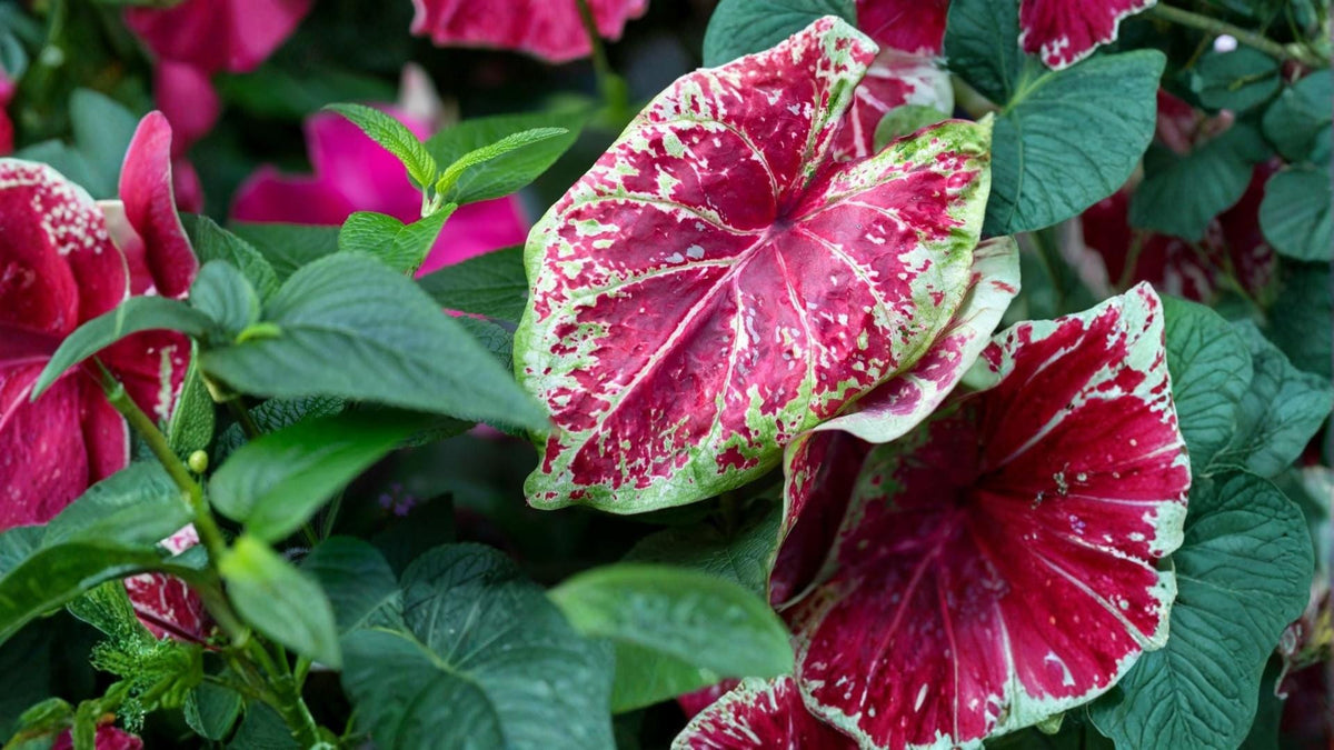Scarlet O’Hara Caladium Bulbs - 6 Pack - Ornamental Red Foliage - Caladium bicolor - Tropical Container Plant