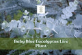 Baby Blue Eucalyptus Live Plant | Silver Blue Foliage Starter Plug for Containers & Gardens | Eucalyptus pulverulenta