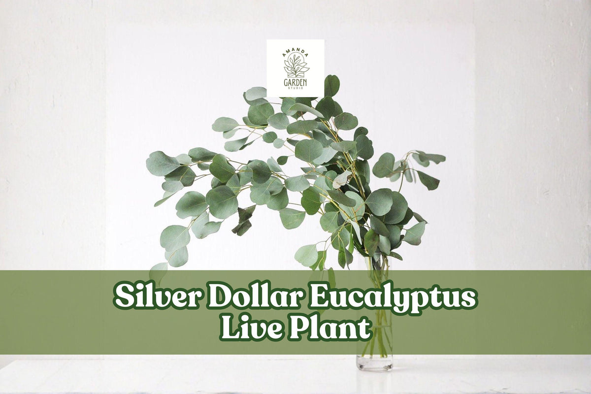 Silver Dollar Eucalyptus Live Plant Plug | Eucalyptus cinerea | Ornamental Foliage | Ideal for Containers & Gardens