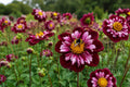Collarette Dahlia Bulb Tuber – Joyful Investment, Attracts Hummingbirds, Pollinators, Dahlia × pinnata, Vibrant Garden Flower