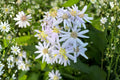 Big-Leaved Aster Seeds (Eurybia macrophylla) – Shade Woodland Wildflower, Native, Late-Season Blooming, Pollinator-Friendly