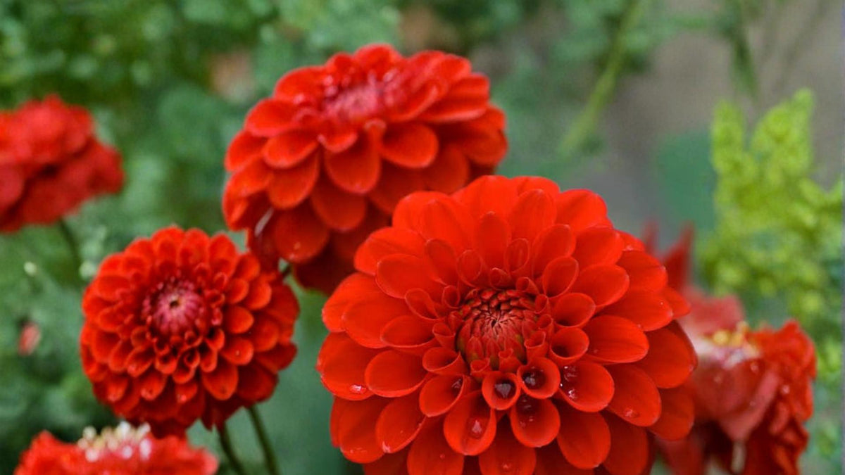 3 Tubers Red Cap Dahlia Dahlia pinnata
