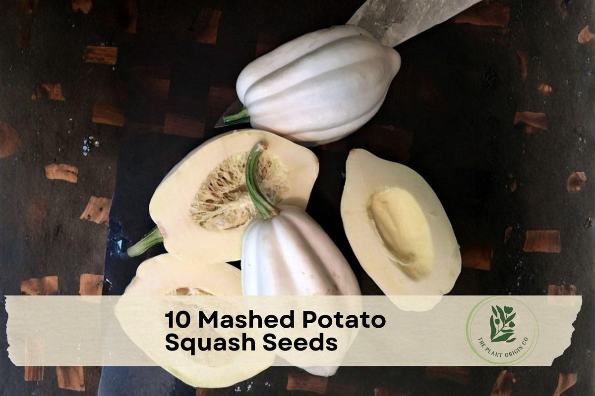 Mashed Potato Squash Seeds, White Cucurbita pepo, Edible & Decorative, Easy to Grow, Fall Harvest, Vegetable Garden