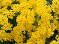 Basket of Gold Flower Seeds, Alyssum Saxatile, Golden Yellow, Rock Garden, Perennial, 100 Seeds