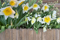 10 Daffodil Bulbs Ice Follies Narcissus Large Cup Flowering Perennial Spring Garden