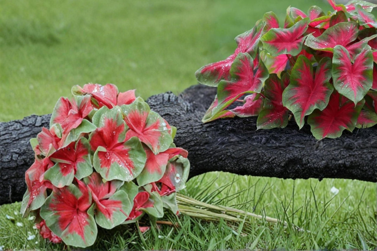 6 Bulbs Florida Cardinal Caladium Heart-Shaped Foliage