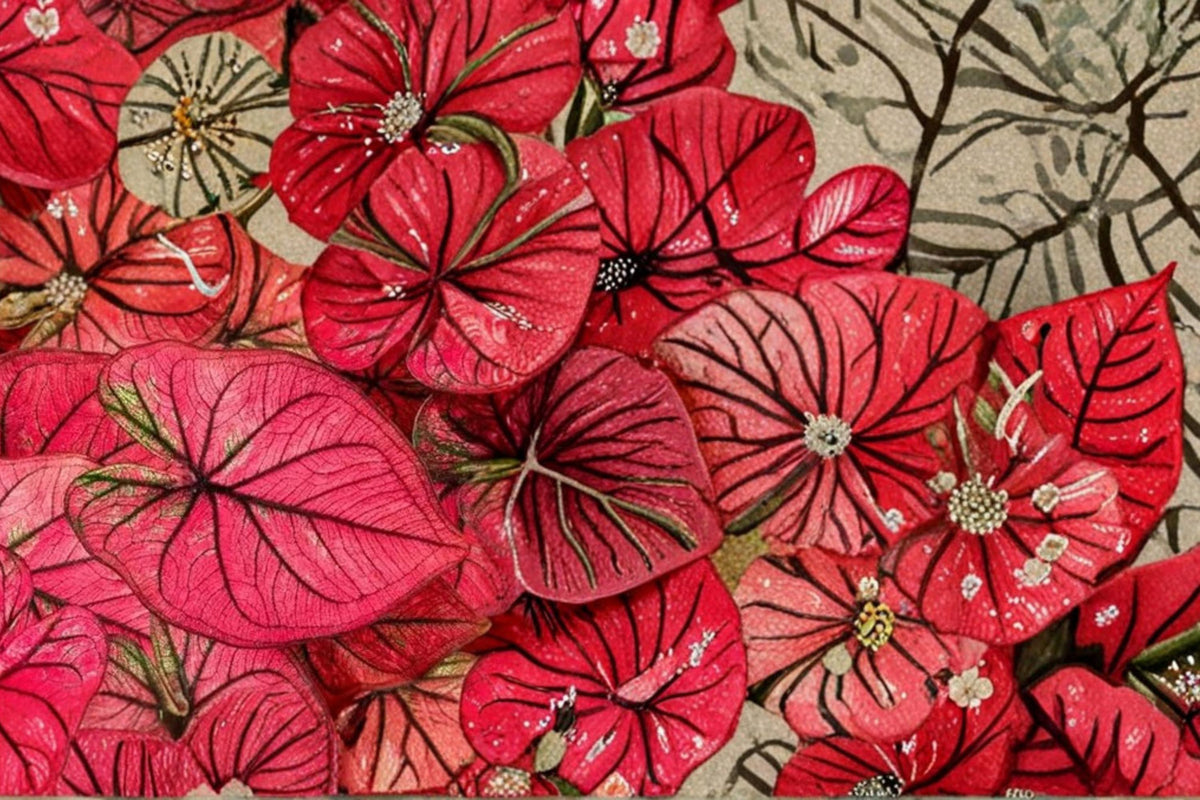 6 Caladium Bulbs Crimson Sky – Vibrant Pink-Red Heart-Shaped Leaves for Shade Gardens, Containers, and Borders
