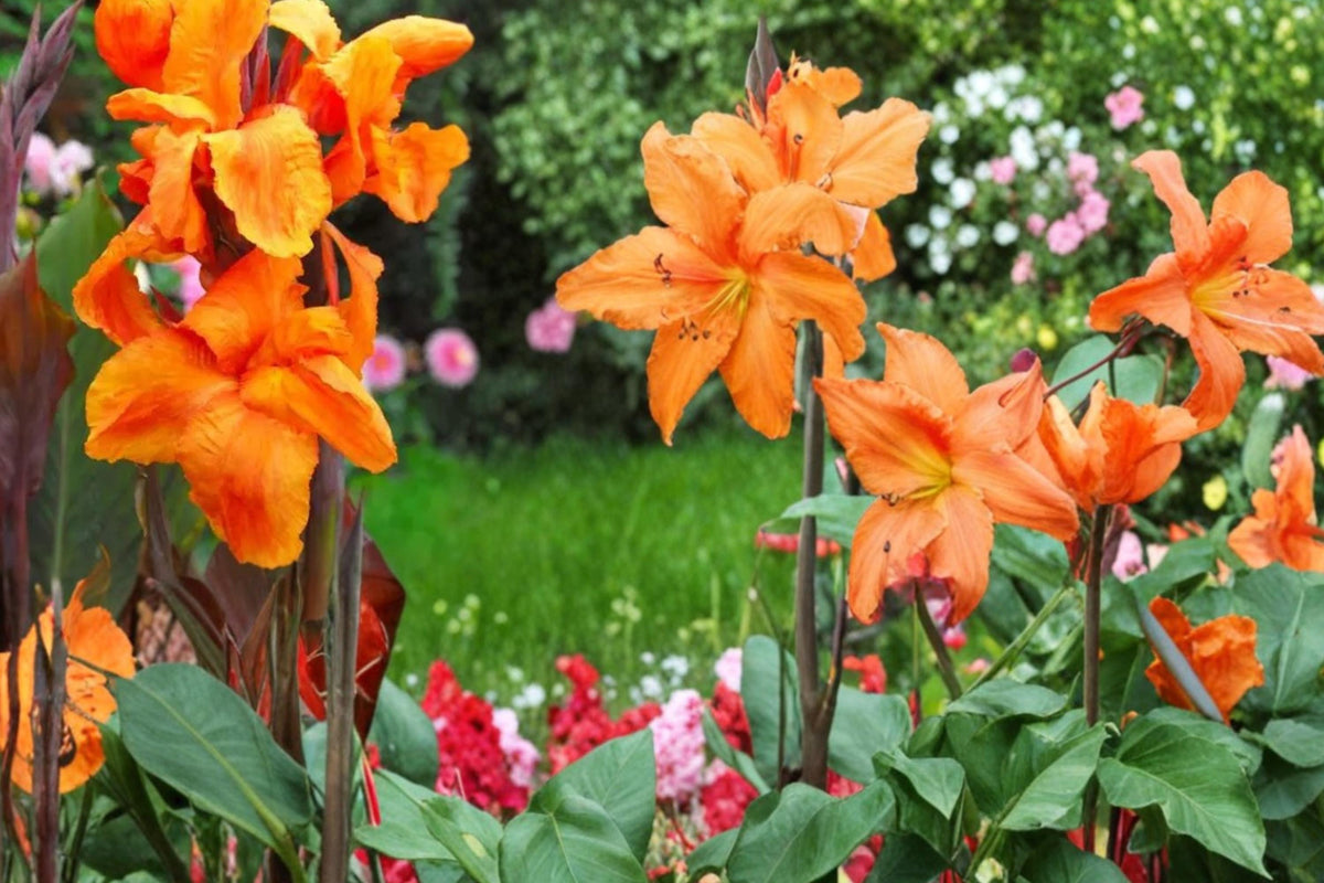 3 Bulbs Wyoming Canna Lily Canna