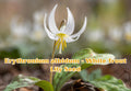 Erythronium albidum White Trout Lily Seeds – Native Woodland Perennial Wildflower for Shade Gardens, 5 Seeds