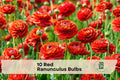 10 Red Ranunculus Bulbs - Flowering Corms for Borders & Containers, Ranunculus asiaticus, Peony-Style Blooms