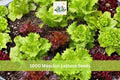 1000 Seeds Mesclun Lettuce Mix Lactuca sativa Salad Greens Garden Planting