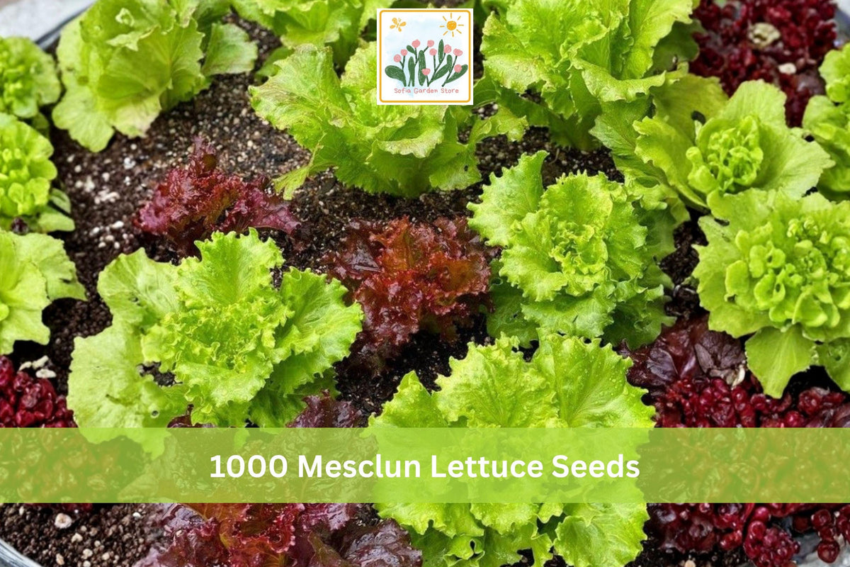 1000 Seeds Mesclun Lettuce Mix Lactuca sativa Salad Greens Garden Planting