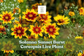 Solanna Sunset Burst Coreopsis Live Starter Plant | Lanceleaf Tickseed | Coreopsis lanceolata | Yellow-Orange Perennial Flower