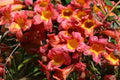 Golden Crossvine Bare Root Vine – Bignonia capreolata – Perennial Climbing Plant with Golden Orange Flowers