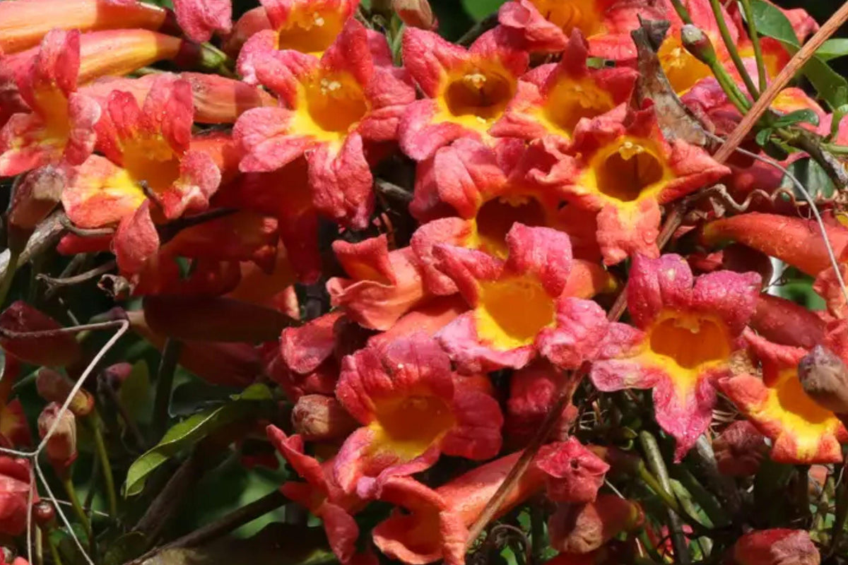 Golden Crossvine Bare Root Vine – Bignonia capreolata – Perennial Climbing Plant with Golden Orange Flowers