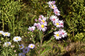 Willow Aster Seeds, Native Wildflower, Symphyotrichum praealtum, Lavender Blooms, Drought Tolerant, Pollinator-Friendly