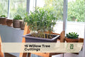 Willow Bonsai Tree Cuttings Kit – Multi-Tree Forest with Soil, Pot, and Tray – Salix spp. Indoor & Outdoor Gardening