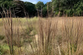 Broomsedge Bluestem Seeds 100 Pack | Native Warm-Season Grass | Andropogon virginicus for Prairie, Erosion Control & Habitat Restoration
