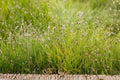 Dwarf Hairgrass Seeds, Aquarium Carpet Plant, Eleocharis acicularis, Live Aquascaping Grass, Fresh Pack, 100 Seeds