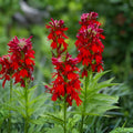 Lobelia Cardinalis Seeds – Red Native Wildflower, Hummingbird Garden Plant, Perennial, 100 Pack