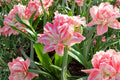 Dwarf Amaryllis Bulbs – Hippeastrum – Compact Flowering Bulbs for Indoor Gardens