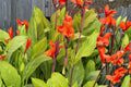 3 Bulbs Canna Lily Pretoria Tropical Bulb Flowering Plant