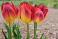 10 Bulbs Amber Inferno Tulip Tulipa