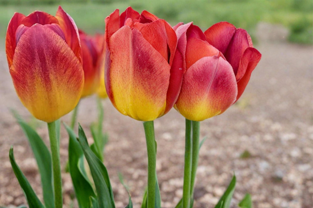 10 Bulbs Amber Inferno Tulip Tulipa