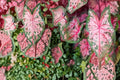 6 Bulbs Carolyn Whorton Caladium Live Bulbs Caladium bicolor