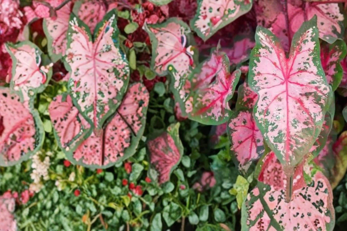 6 Bulbs Carolyn Whorton Caladium Live Bulbs Caladium bicolor