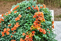 Campsis radicans Flame Trumpet Vine Bare Root Plant – Orange-Red Flowering Climber for Garden and Landscape