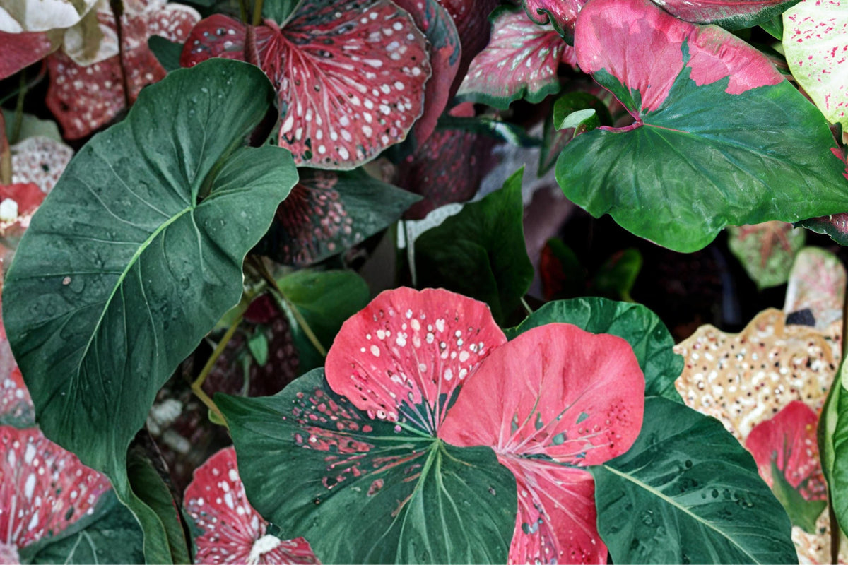 6 Bulbs Harrison Strap Caladium – Caladium bicolor, Fancy Leaf, Strap Leaf, Shade Plant
