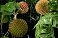 Soncoya Seeds - 5 Seeds - Annona purpurea - Tropical Fruit Tree for Warm Climates - Exotic Edible Fruit Plant