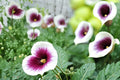 3 Bulbs Picasso Calla Lily Zantedeschia