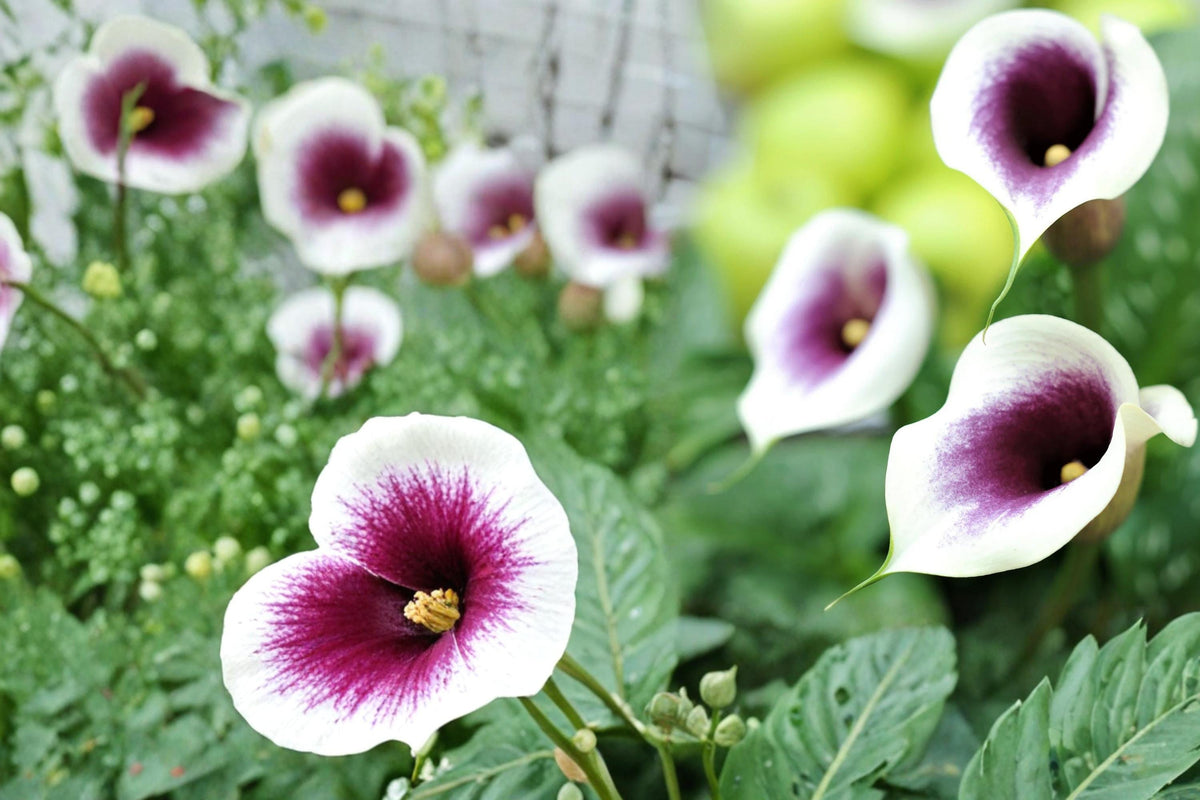 3 Bulbs Picasso Calla Lily Zantedeschia