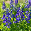 Blue Wild Indigo Seeds – Baptisia australis Perennial Flowering Plant, Blue-Purple Blooms, Native Pollinator-Friendly Seed Pack